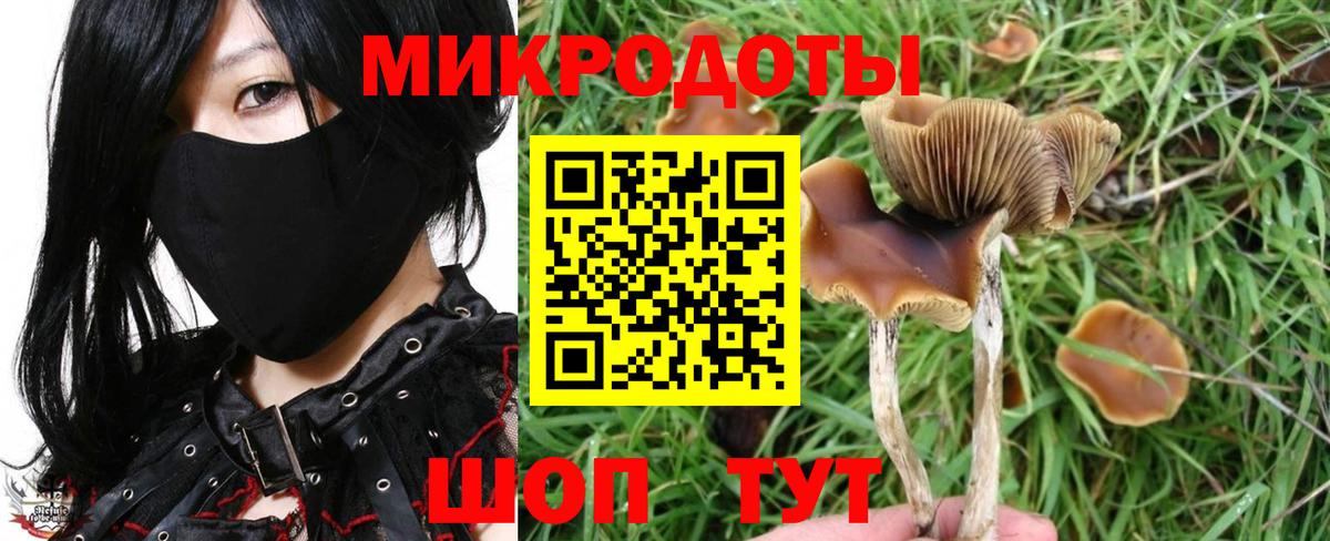 Галлюциногенные грибы Psilocybe Ангарск